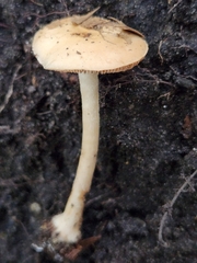 Hebeloma albidulum