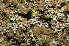 Physcia adscendens