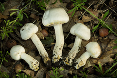 Agaricus xanthodermus