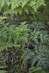 Pleurospermum uralense