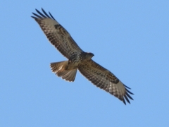 Buteo buteo