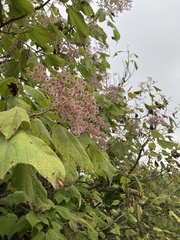 Heliocarpus