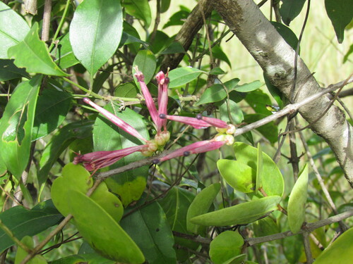 Tapinanthus cordifolius image