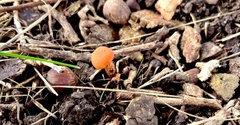 Laccaria laccata