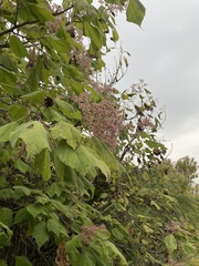Heliocarpus