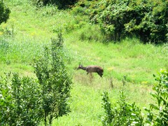Tragelaphus sylvaticus sylvaticus