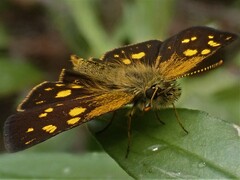 Metisella metis