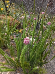 Lachnospermum umbellatum