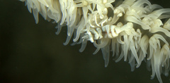 Pontonides ankeri