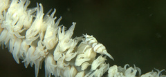 Pontonides ankeri