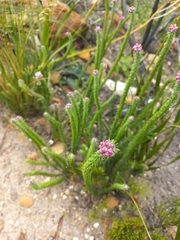 Lachnospermum umbellatum