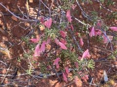 Prostanthera grylloana