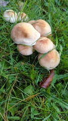 Tricholomopsis rutilans