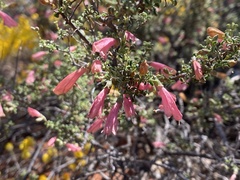 Prostanthera grylloana