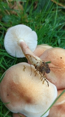 Tricholomopsis rutilans