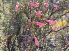 Prostanthera grylloana