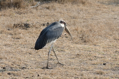Leptoptilos crumenifer