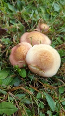 Tricholomopsis rutilans