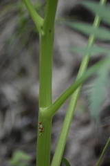 Pleurospermum uralense
