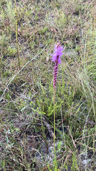 Liatris spicata