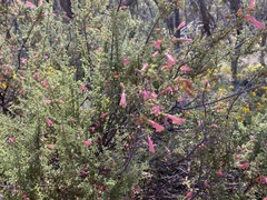 Prostanthera grylloana