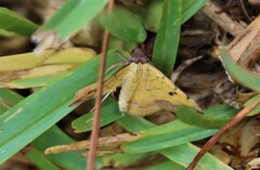 Hemeroplanis scopulepes