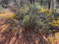 Prostanthera grylloana