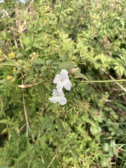 Jasminum officinale