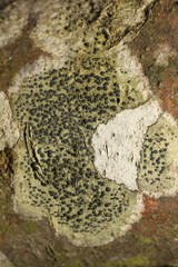 Lecidella elaeochroma