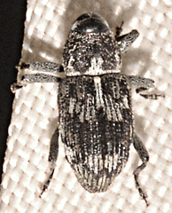 Acoptus suturalis