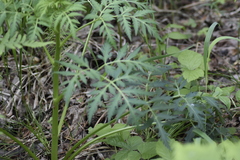 Pleurospermum uralense