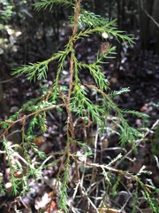 Chamaecyparis pisifera