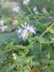 Chromolaena odorata