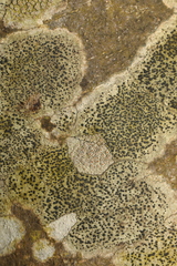 Lecidella elaeochroma