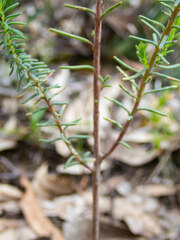 Lechenaultia biloba