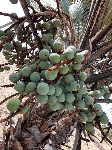 Makalani Palm