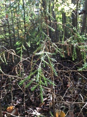 Chamaecyparis pisifera