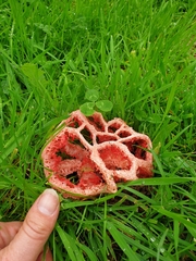 Clathrus ruber