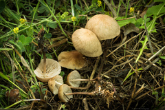 Collybiopsis subpruinosa