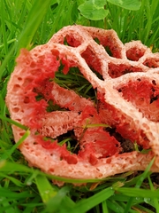 Clathrus ruber