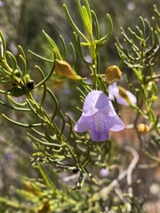 Eremophila ionantha