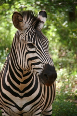 Equus quagga chapmani