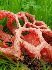 Clathrus ruber