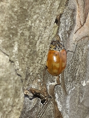 Harmonia quadripunctata