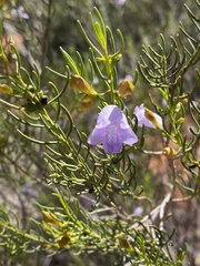 Eremophila ionantha