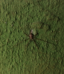 Neotama mexicana