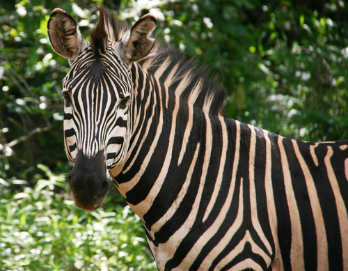Chapman's Zebra