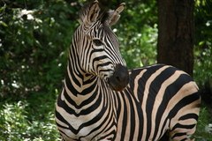Equus quagga chapmani