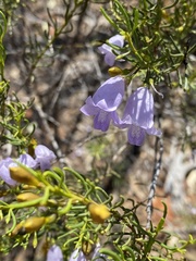 Eremophila ionantha