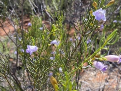 Eremophila ionantha